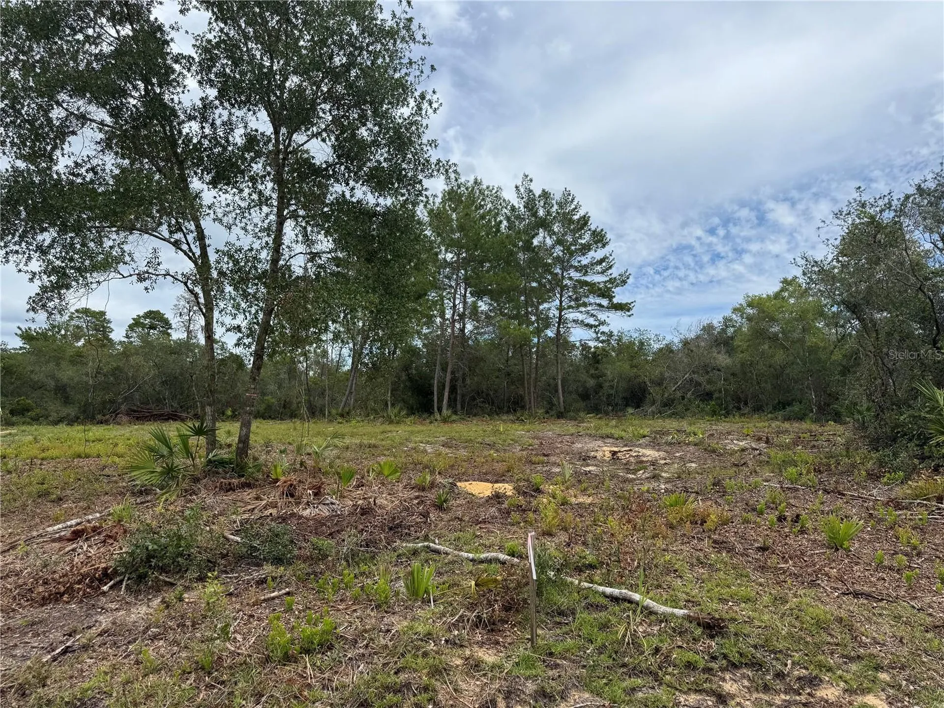 NE 135th Street Salt Springs FL 32134