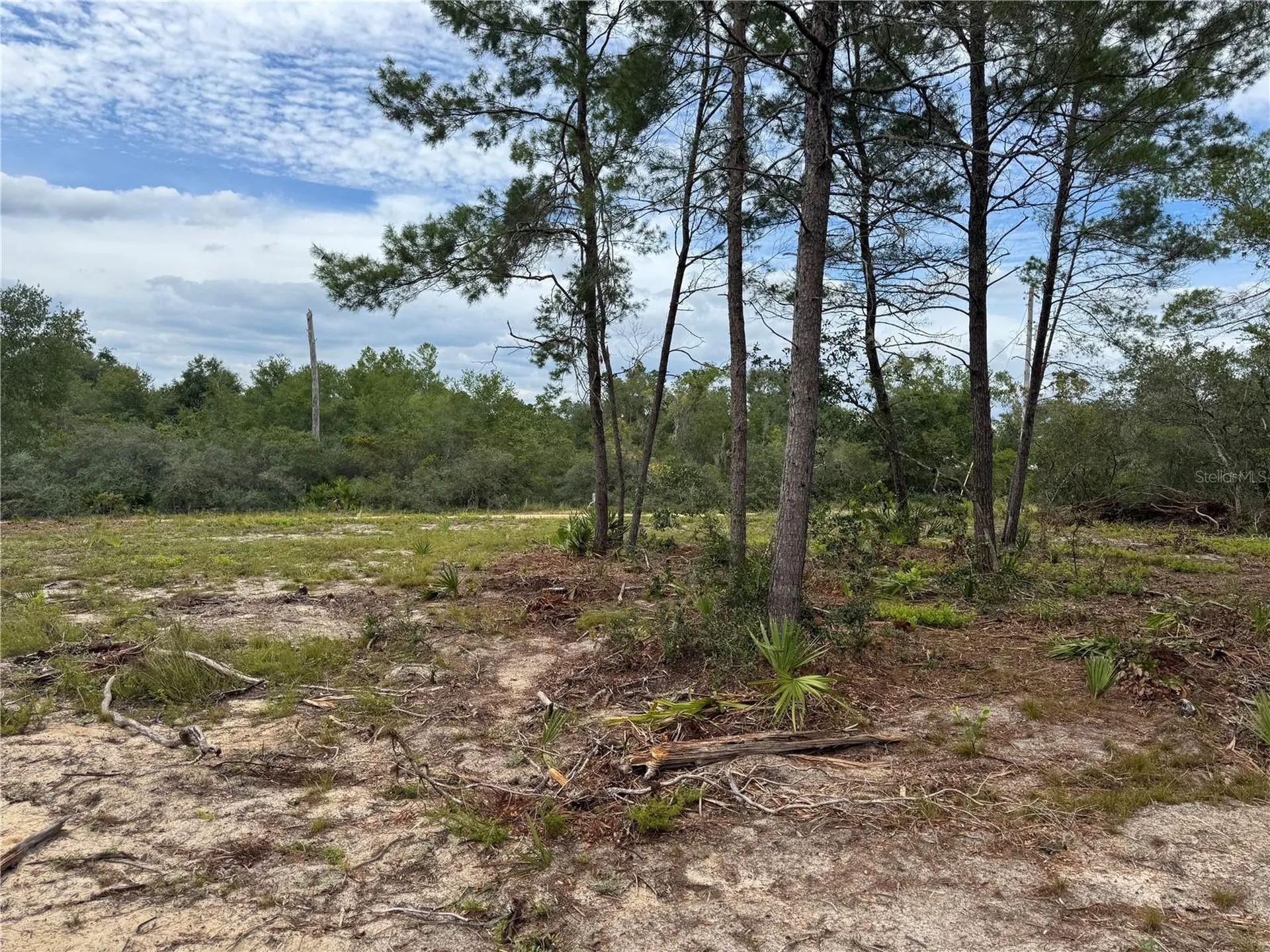 NE 135th Street Salt Springs FL 32134