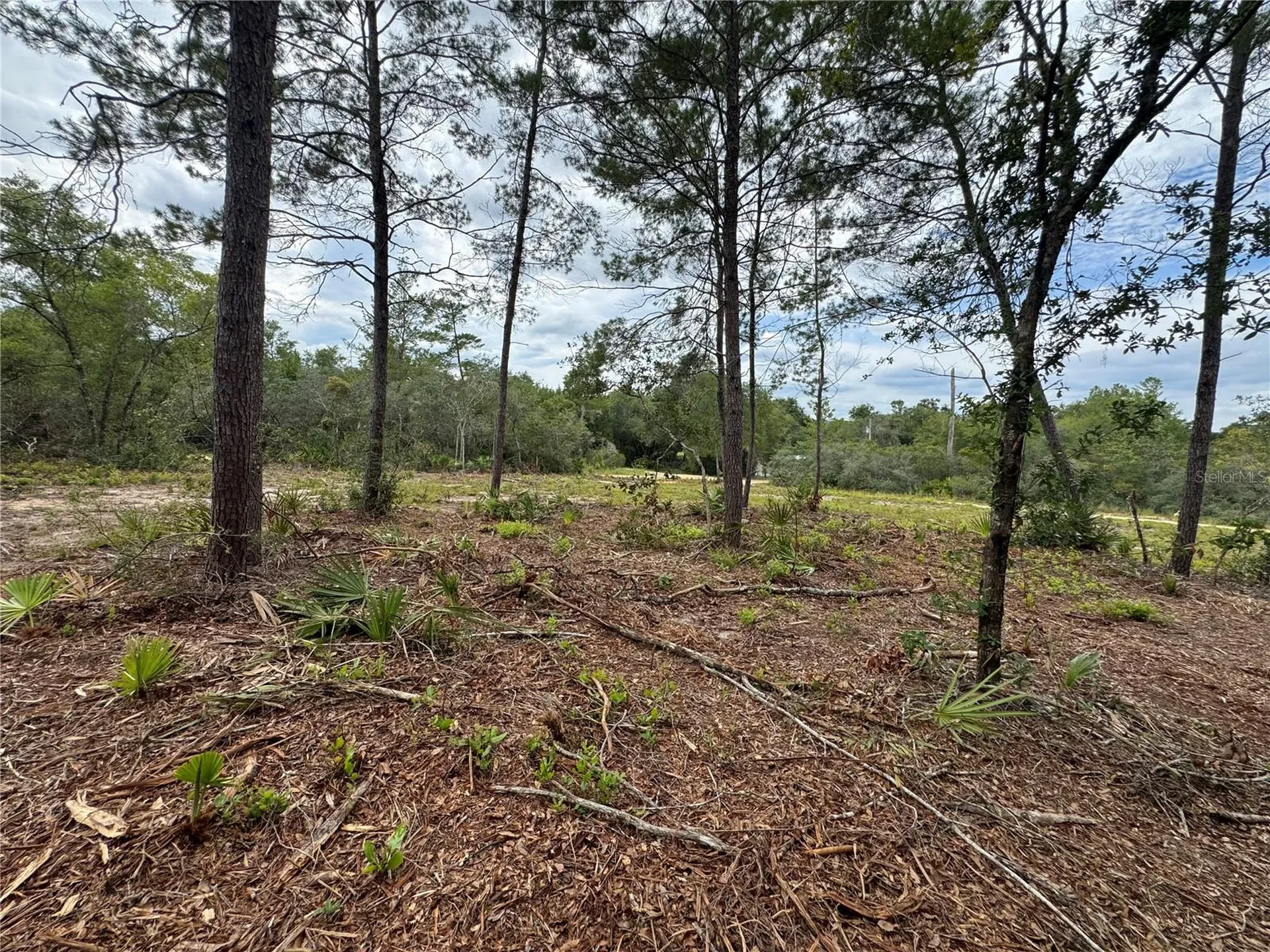 NE 135th Street Salt Springs FL 32134