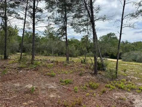 NE 135th Street Salt Springs FL 32134
