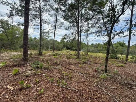 NE 135th Street Salt Springs FL 32134