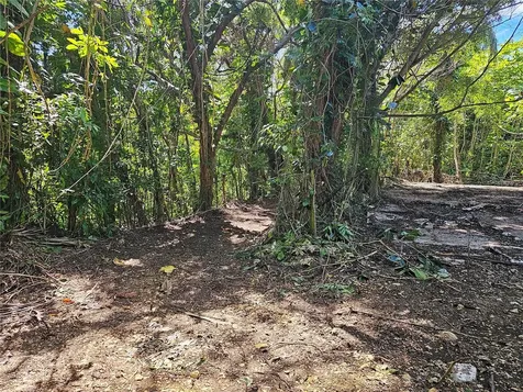 PR-159 Morovis PR 00687