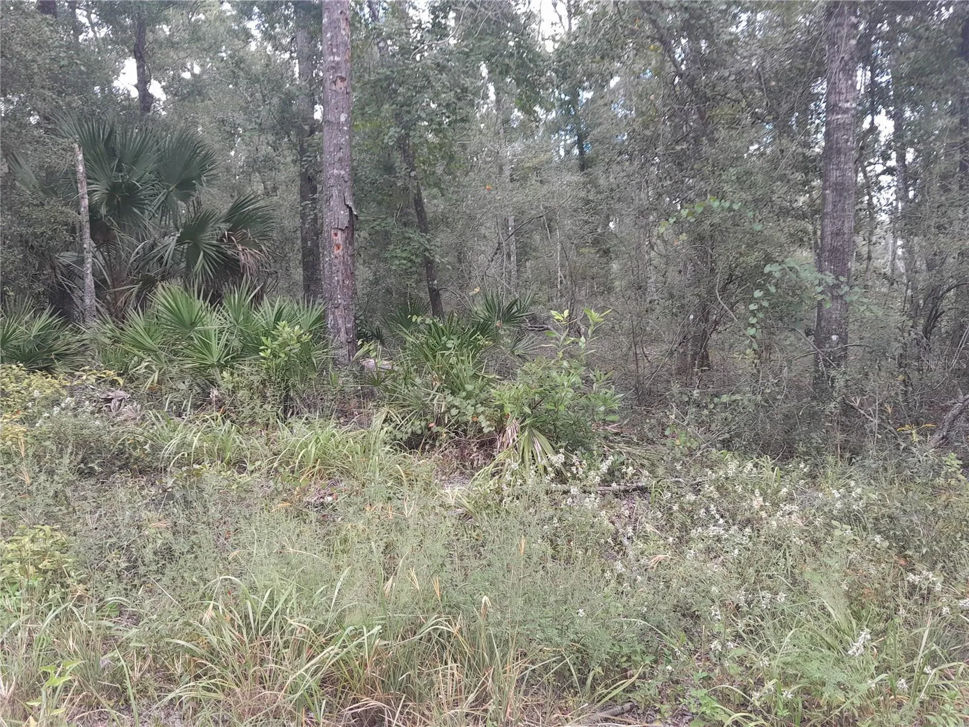 Tbd NE 292nd Avenue Old Town FL 32680