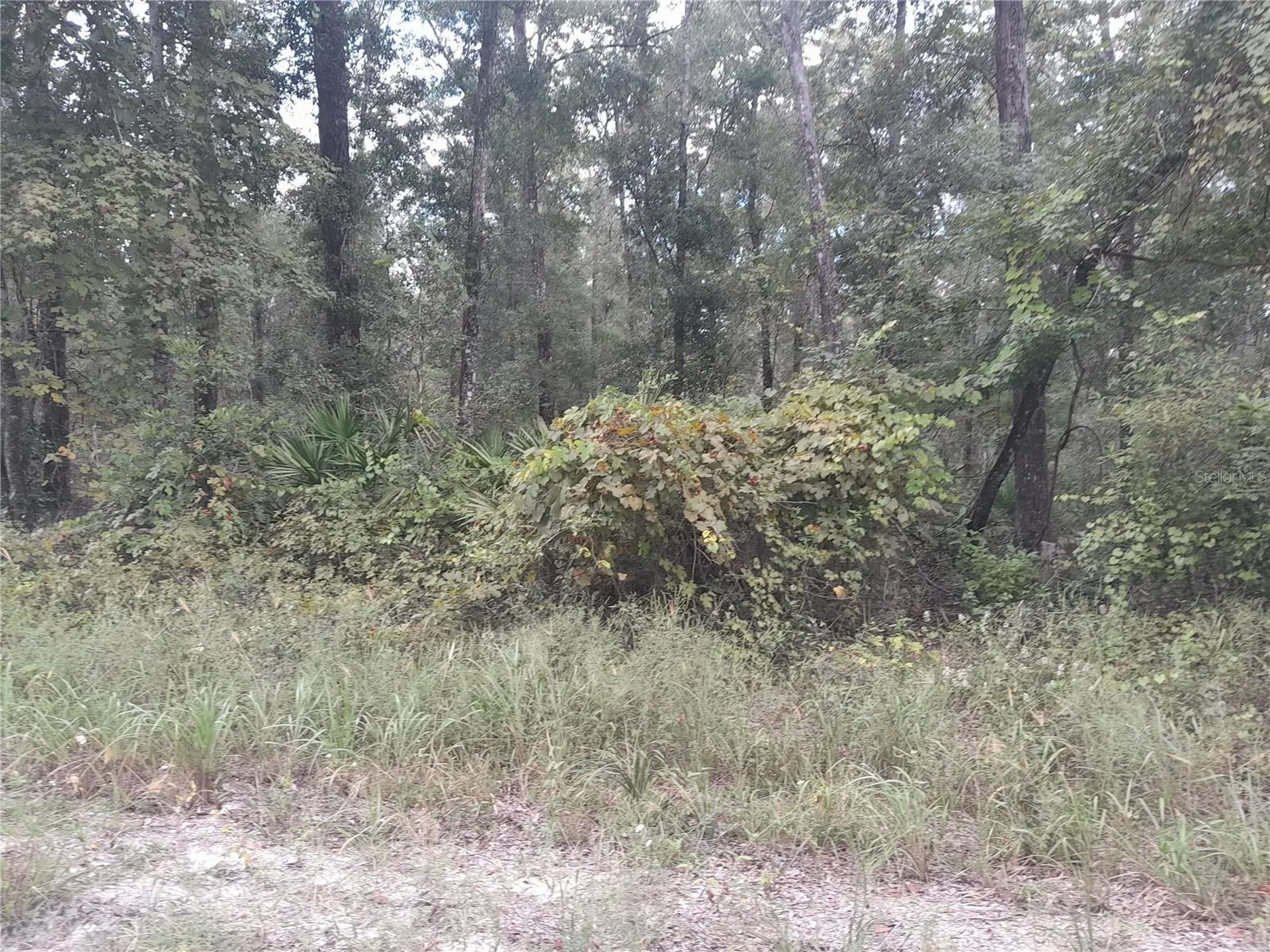 Tbd NE 292nd Avenue Old Town FL 32680