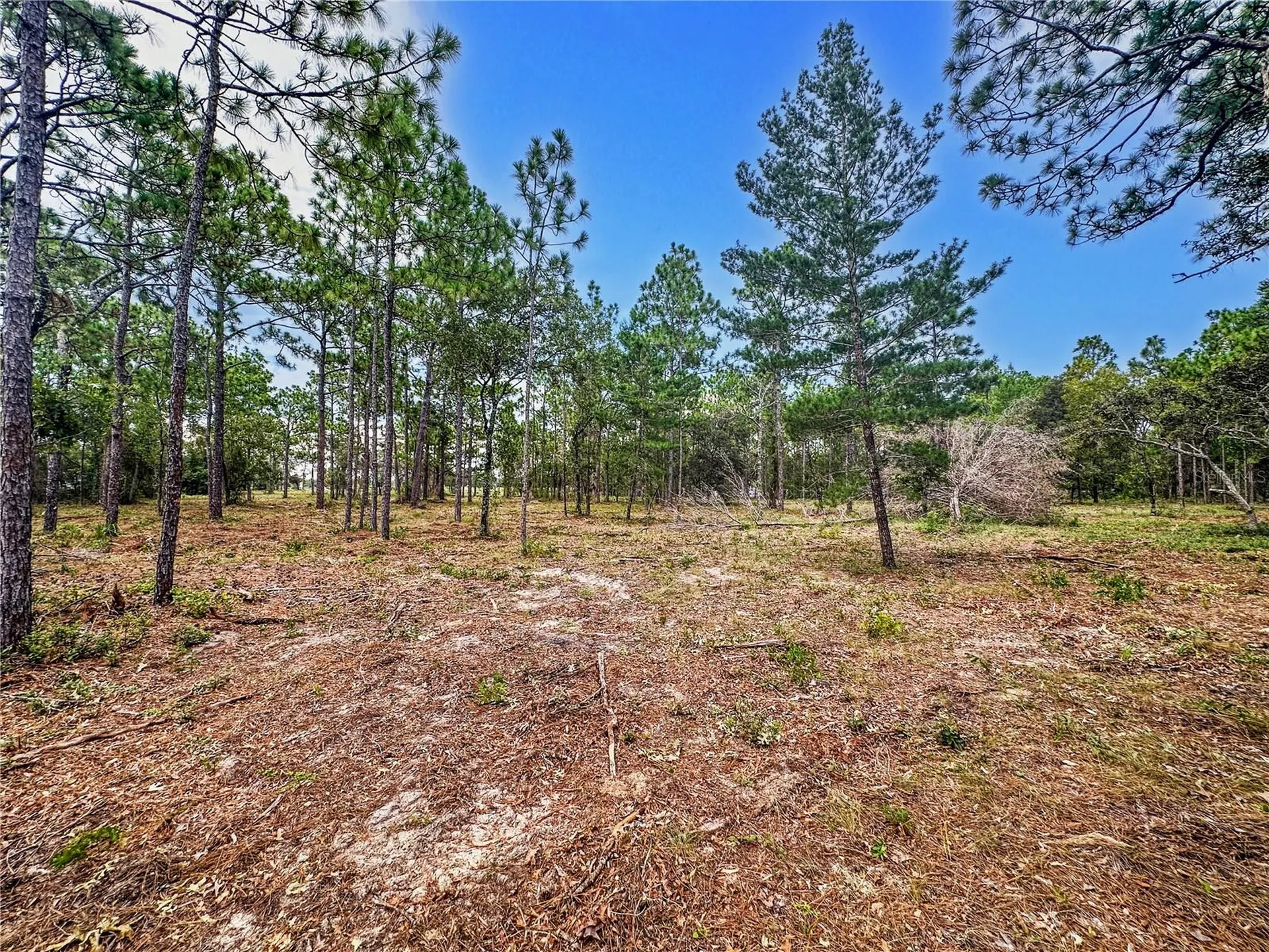 0 Sunshine Grove Road Brooksville FL 34613
