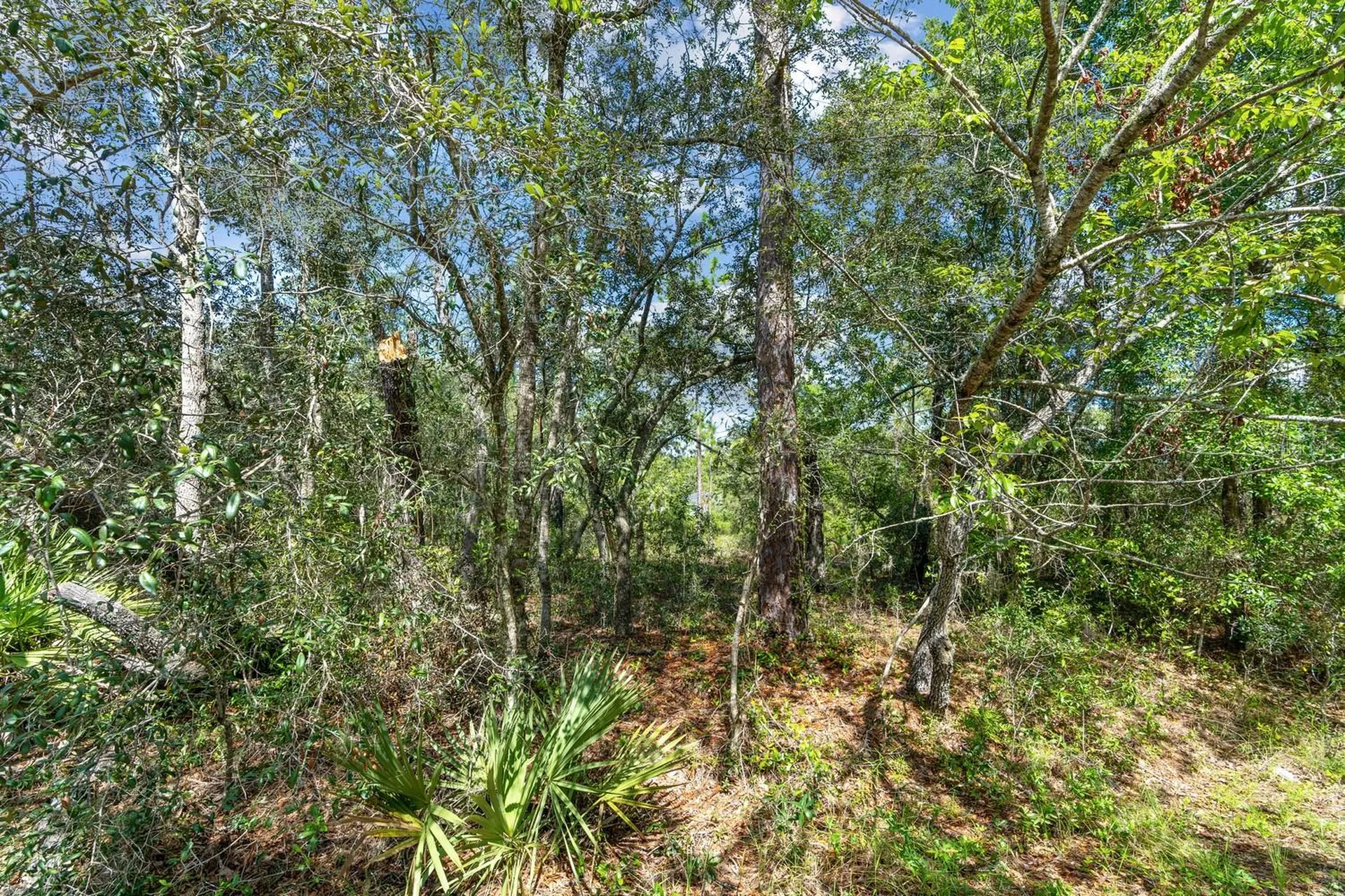 0024 Guava Pass Drive Ocklawaha FL 32179