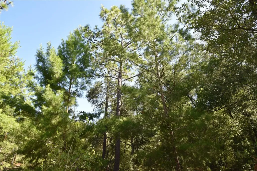11ST Street Interlachen FL 32148