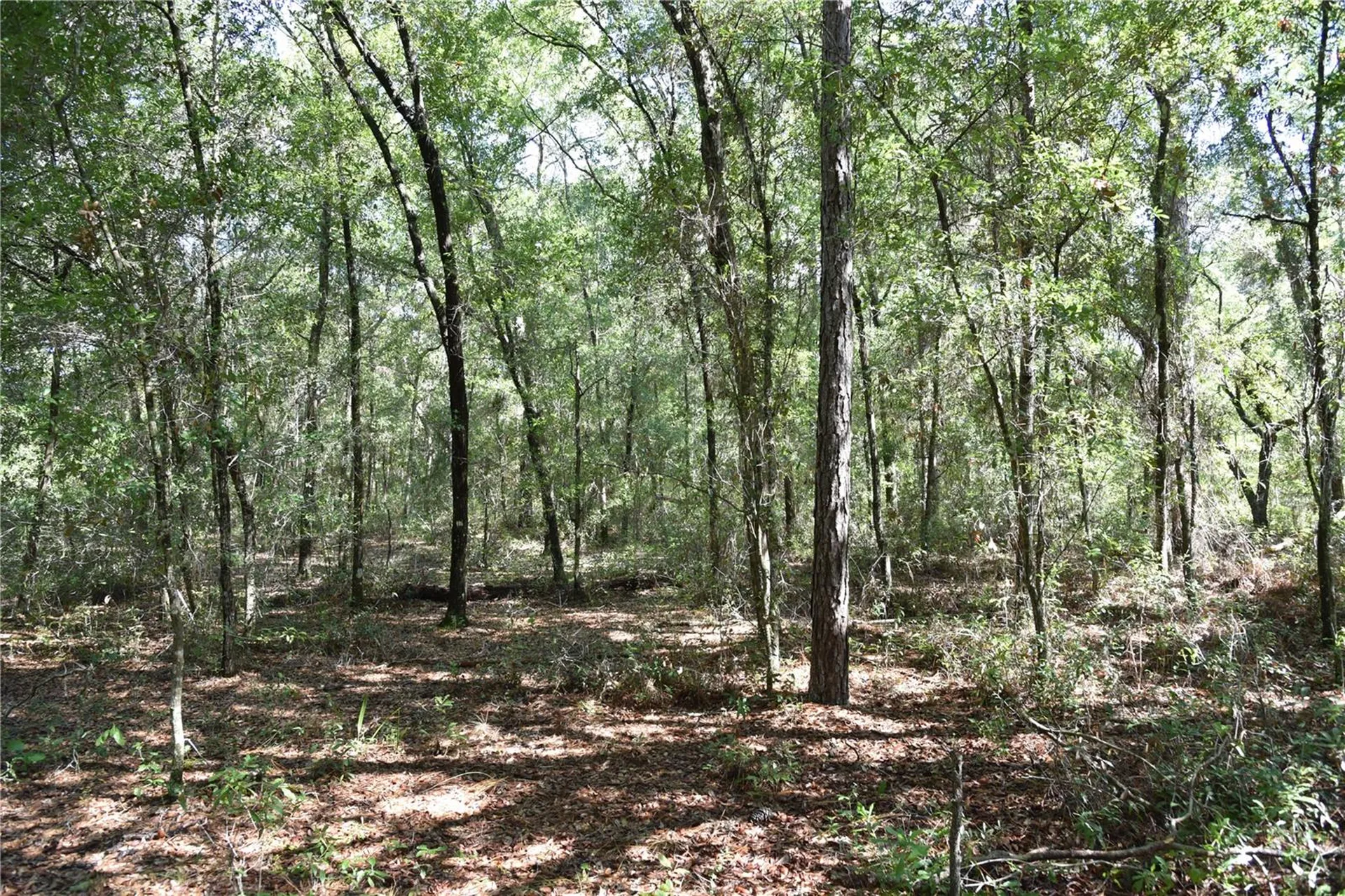11ST Street Interlachen FL 32148