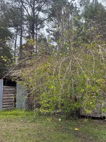 23216 NE 35th Avenue Melrose FL 32666