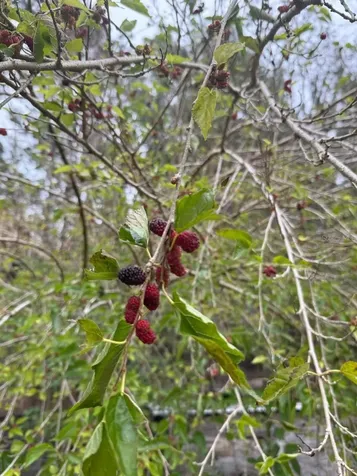 23216 NE 35th Avenue Melrose FL 32666