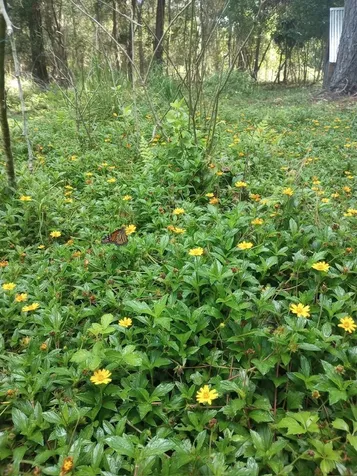 23216 NE 35th Avenue Melrose FL 32666