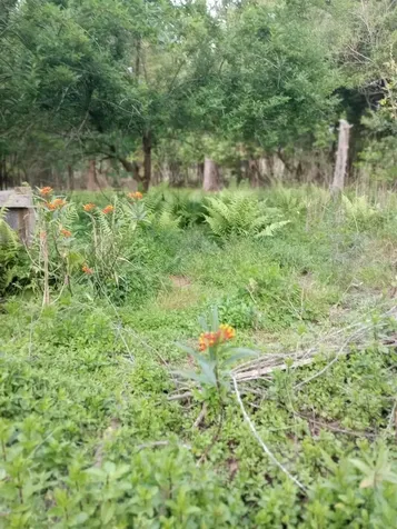 23216 NE 35th Avenue Melrose FL 32666