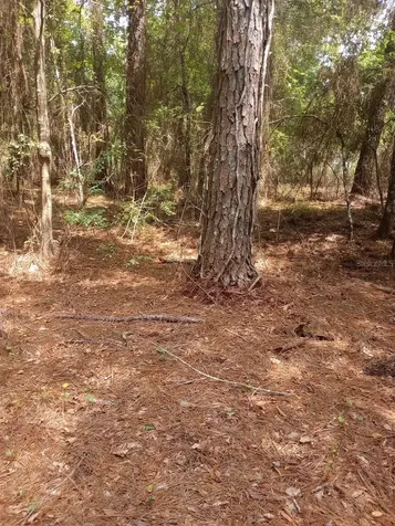 23216 NE 35th Avenue Melrose FL 32666