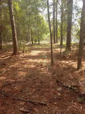 23216 NE 35th Avenue Melrose FL 32666