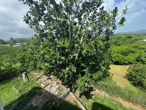 Carr. 371, Km. 1.4 Bo. Almácigo Alto, Sector Los Quiñones Yauco PR 00698