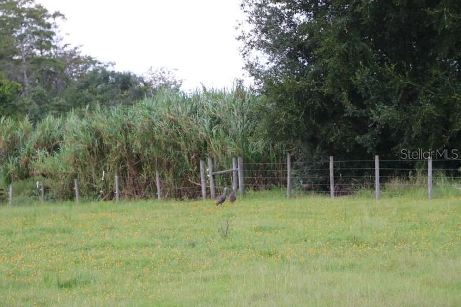 Green Swamp Road Clermont FL 34714