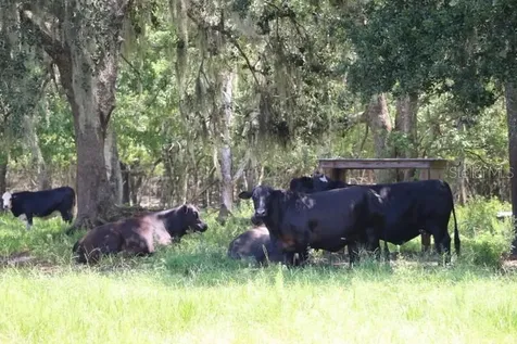 Green Swamp Road Clermont FL 34714
