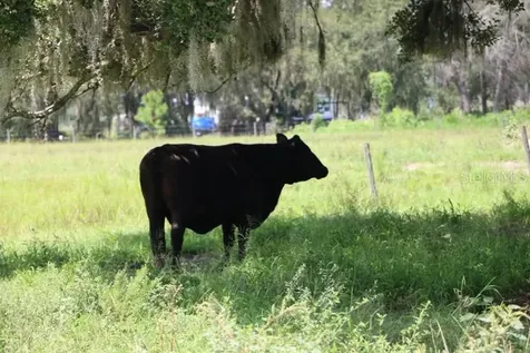 Green Swamp Road Clermont FL 34714