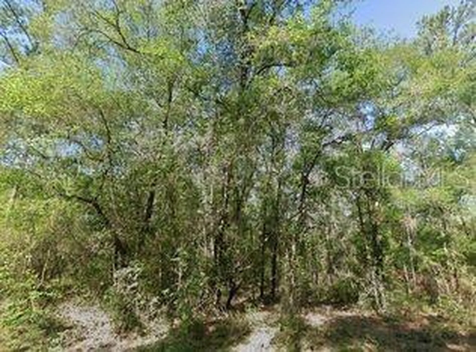491 E Nemo Drive Dunnellon FL 34434