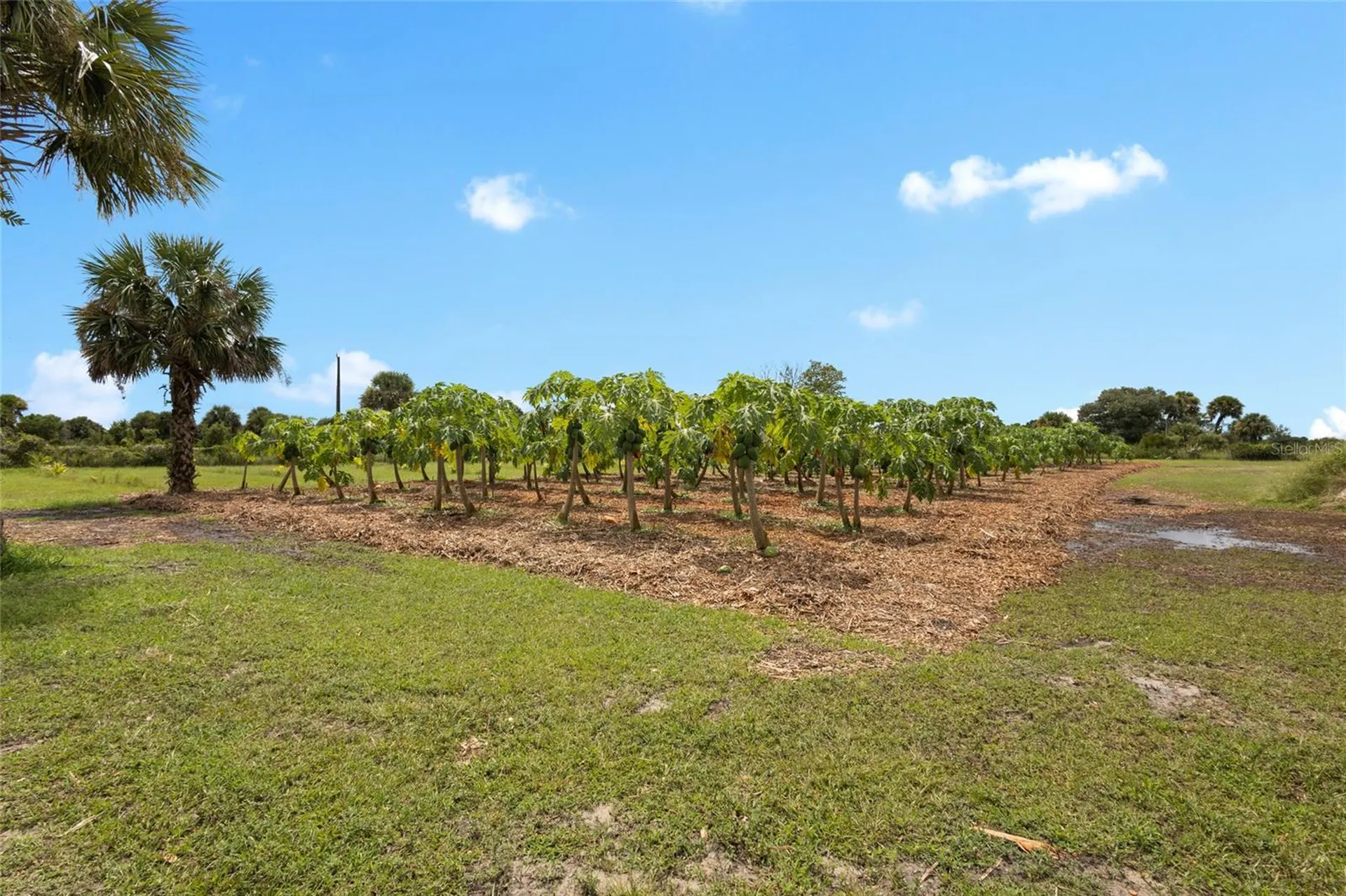 20914 NW 280th Street Okeechobee FL 34972