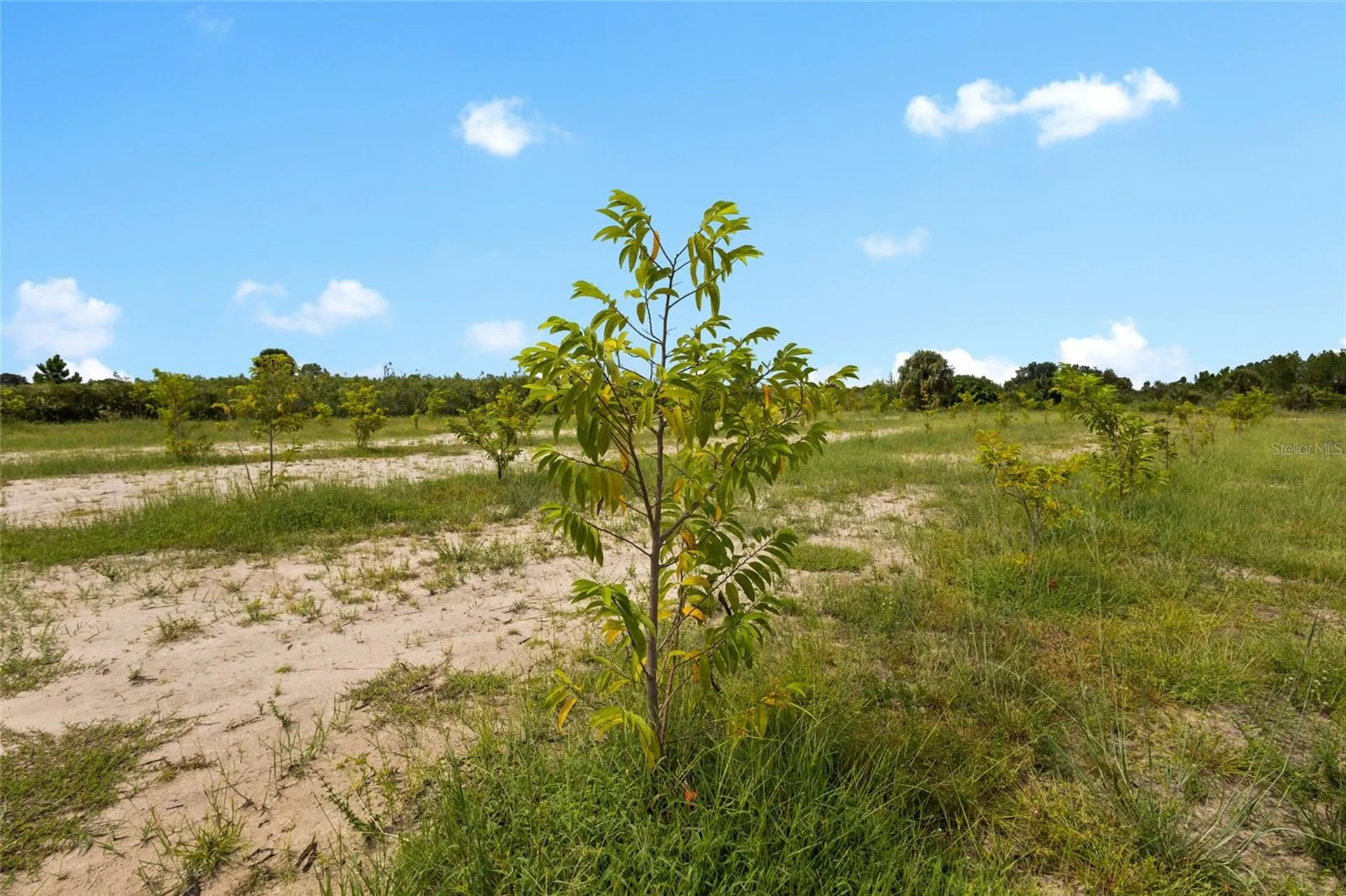 20914 NW 280th Street Okeechobee FL 34972
