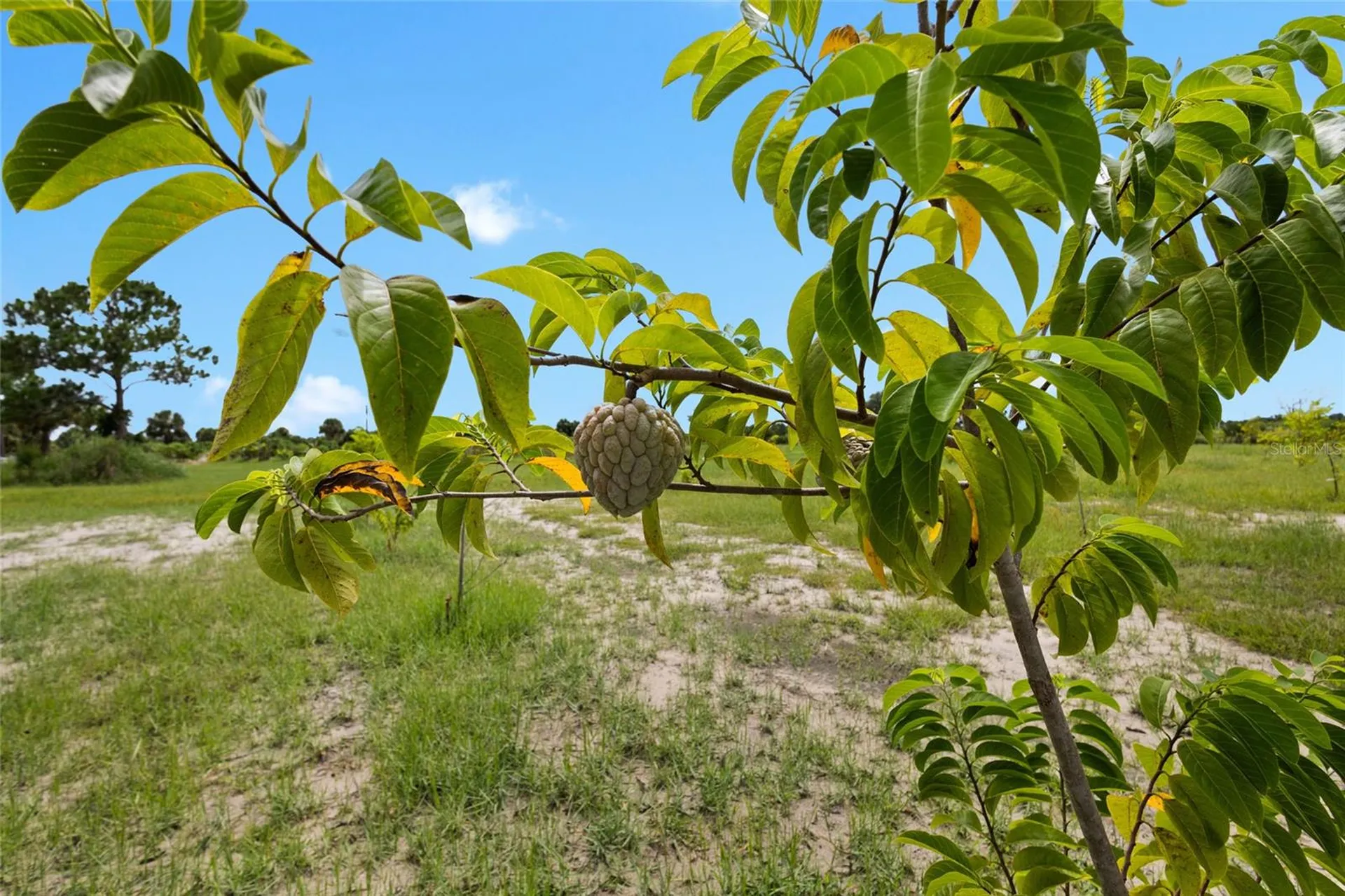 20914 NW 280th Street Okeechobee FL 34972