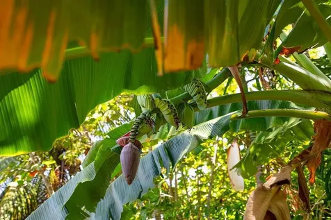 52 Cll Pascua Isabela PR 00662