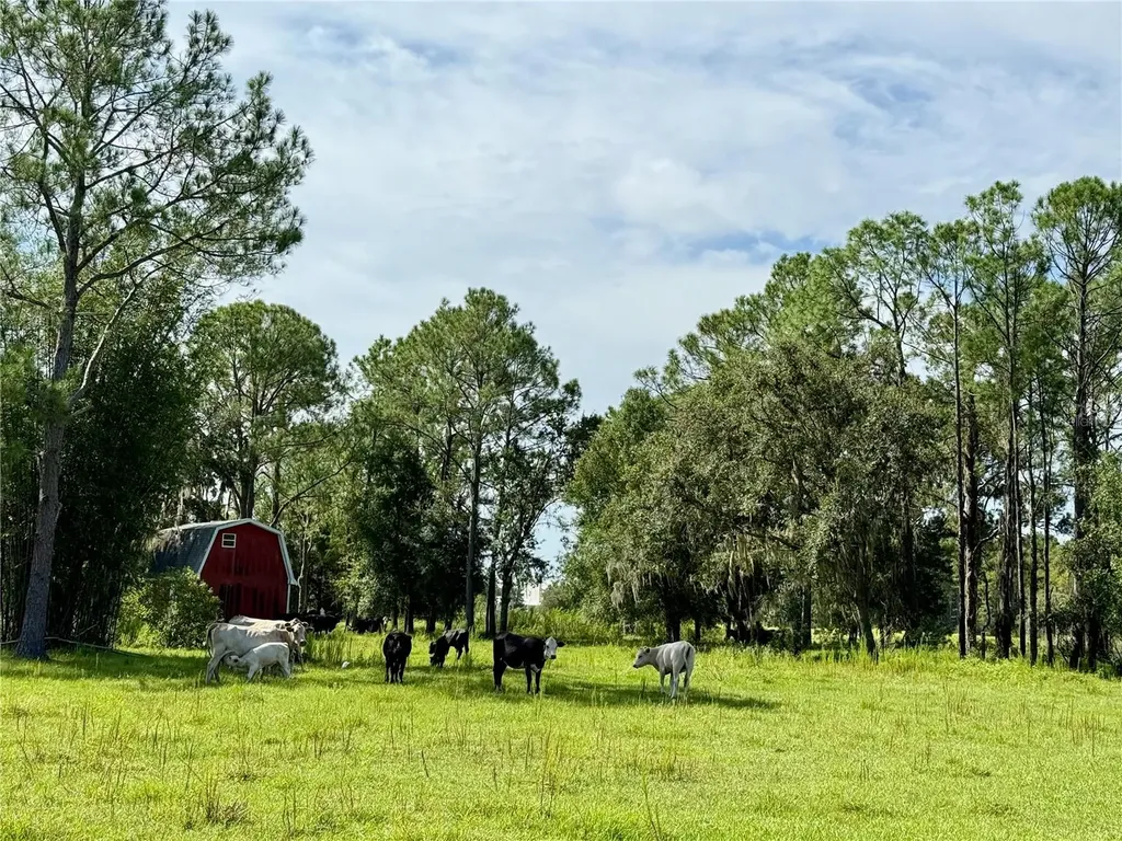 10460 Ehren Cutoff Land O Lakes FL 34639