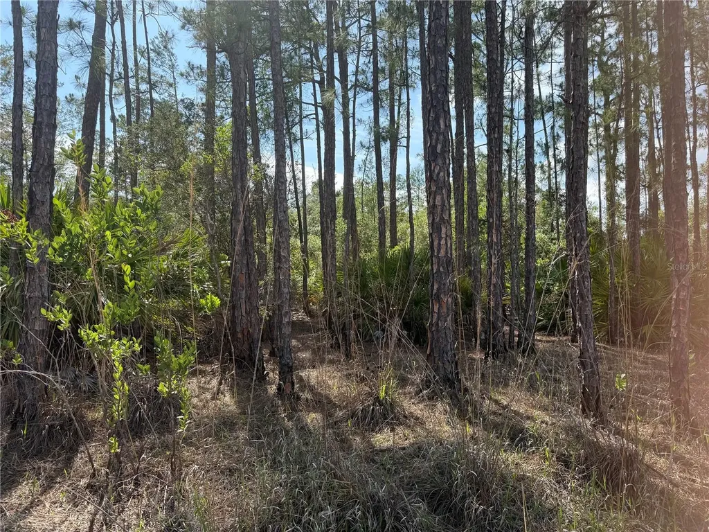 Aspen Street Eustis FL 32736