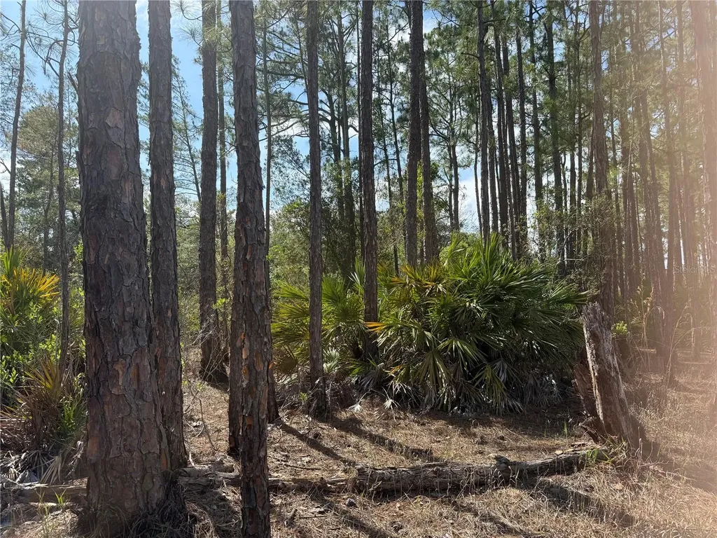 Aspen Street Eustis FL 32736