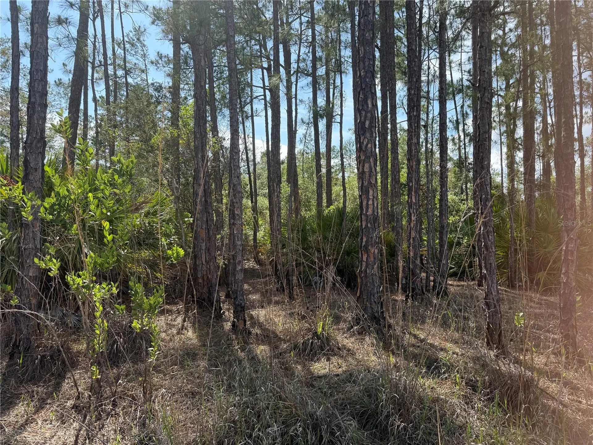 Aspen Street Eustis FL 32736