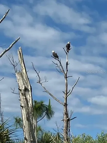 13217 Scrub Jay Court Port Charlotte FL 33953