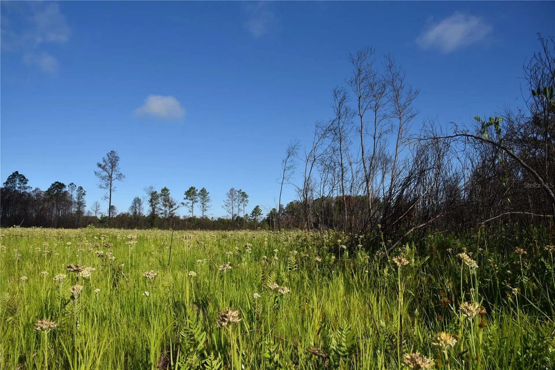 Off Highway 225 Gainesville FL 32609