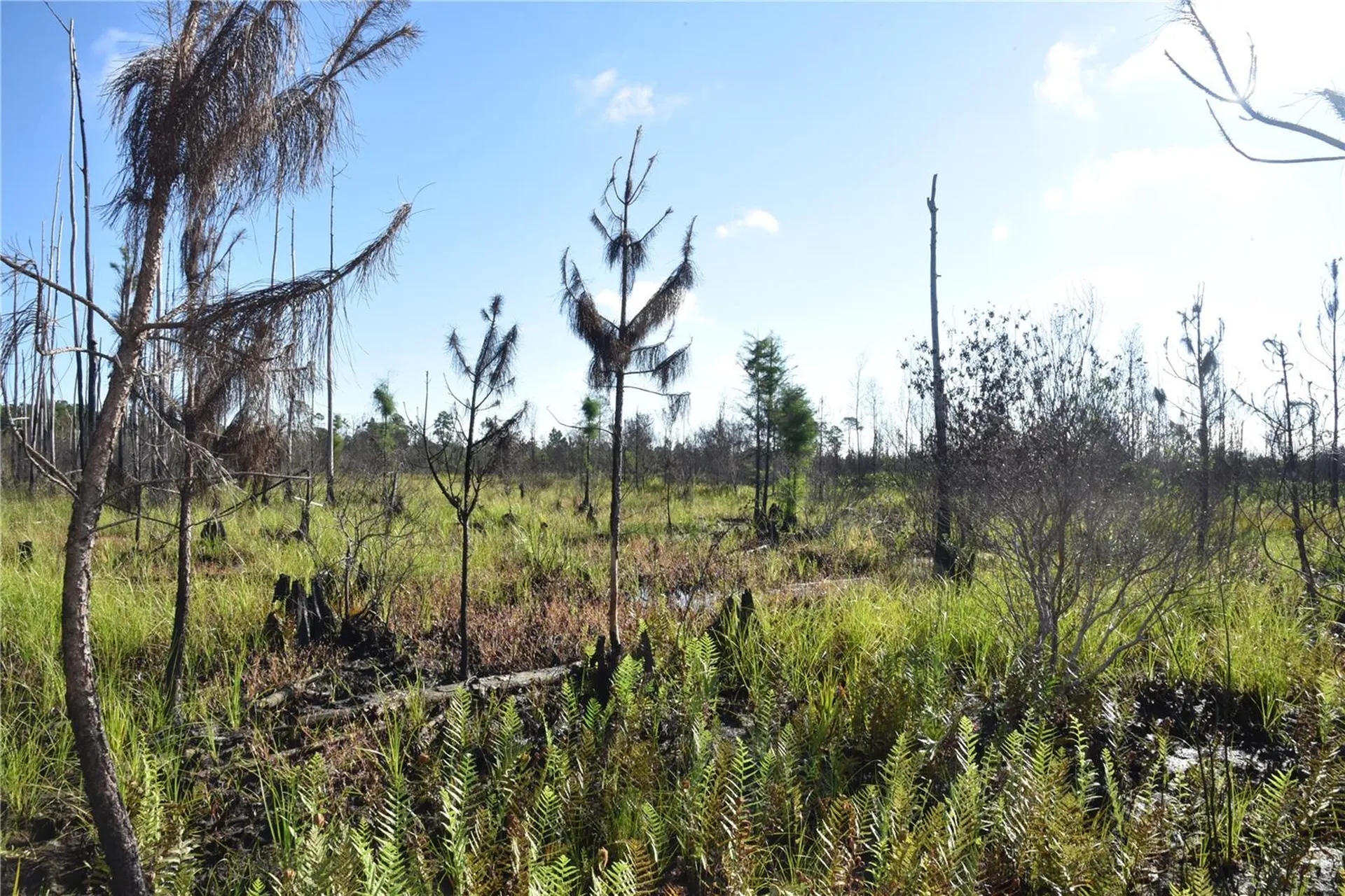 Off Highway 225 Gainesville FL 32609