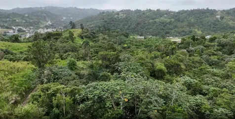 Km 0.2 Int Bo. Helechal Pr 152 Barranquitas PR 00794