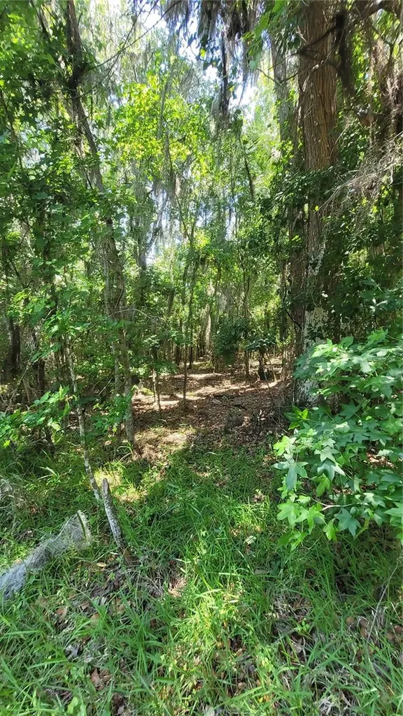 21779 NE 115th Avenue Earleton FL 32631