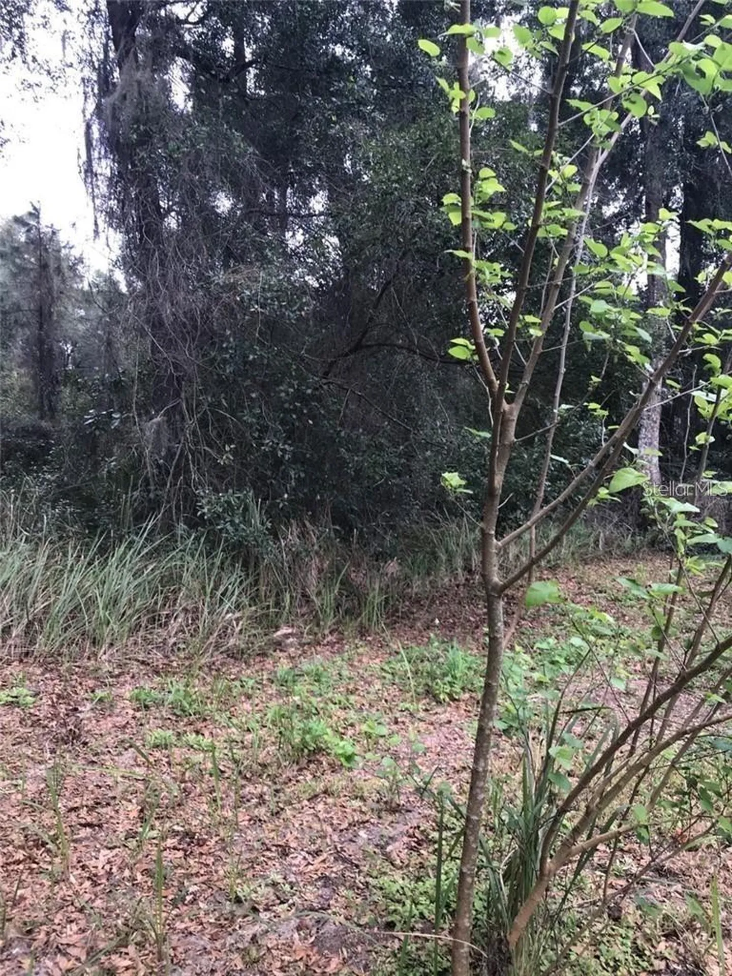 260 Mercers Fernery Road Deland FL 32720