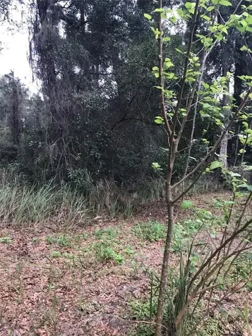 260 Mercers Fernery Road Deland FL 32720