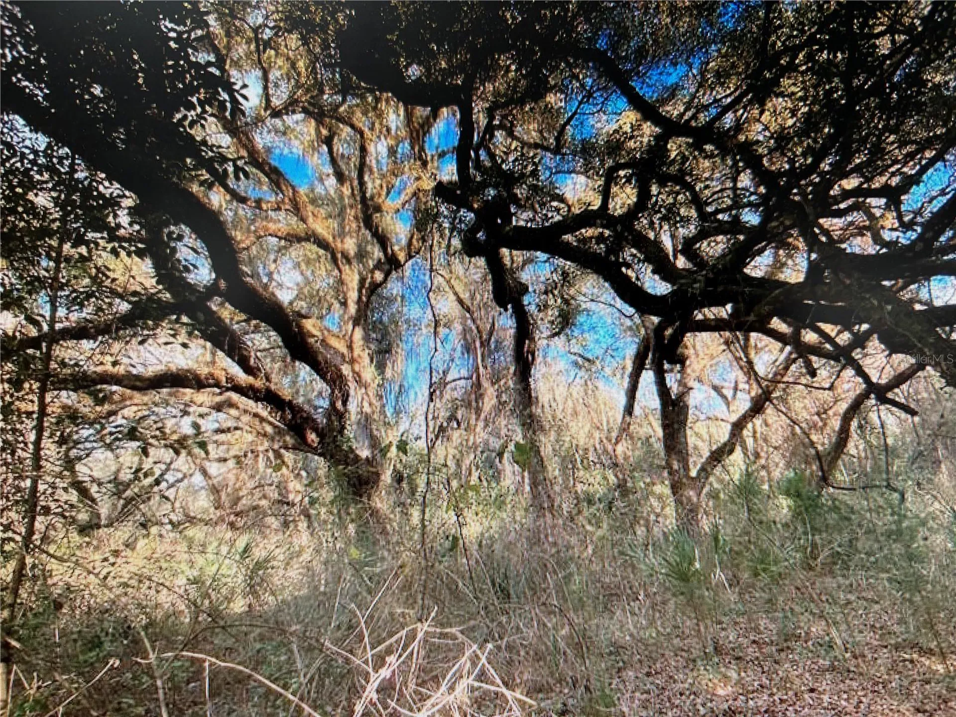 7373 E Savannah Court Floral City FL 34436