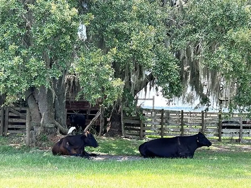 3650 Lake Tohopekaliga Road St Cloud FL 34772