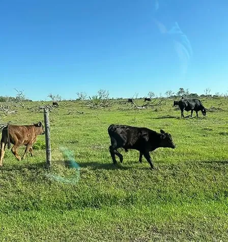 3650 Lake Tohopekaliga Road St Cloud FL 34772