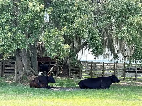 3650 Lake Tohopekaliga Road St Cloud FL 34772