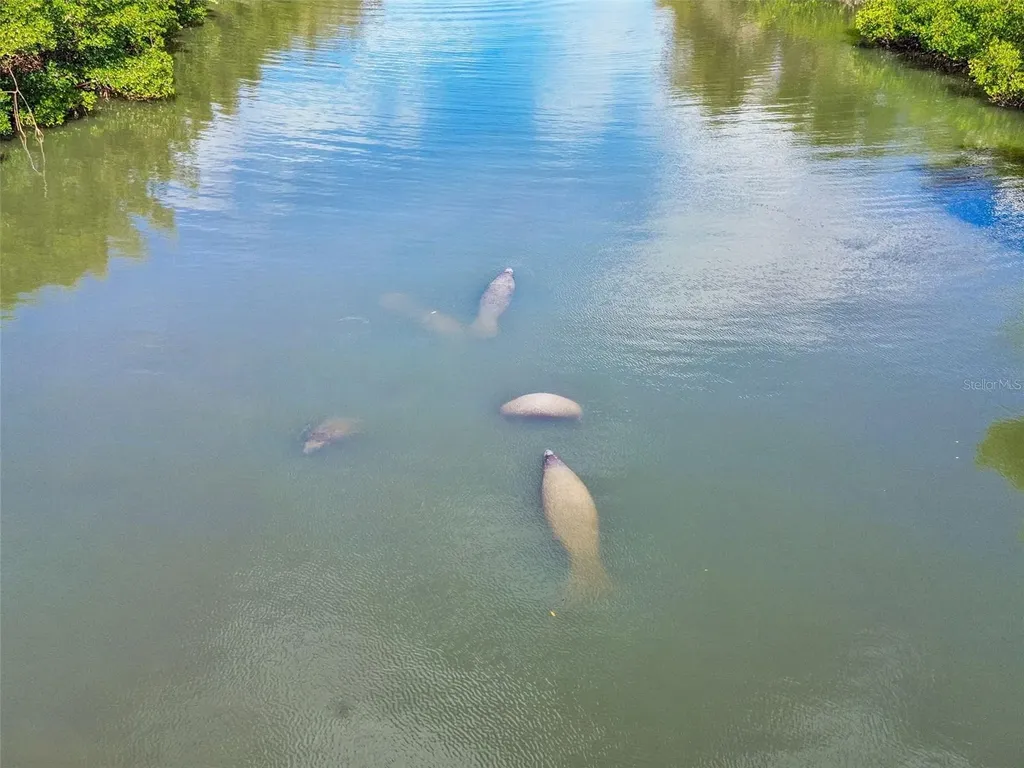 3248 Mangrove Point Drive Ruskin FL 33570