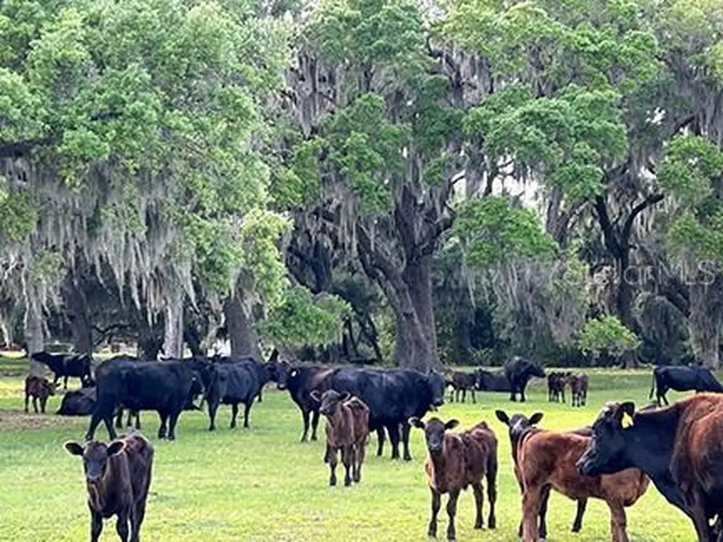 3650 Lake Tohopekaliga Road St Cloud FL 34772