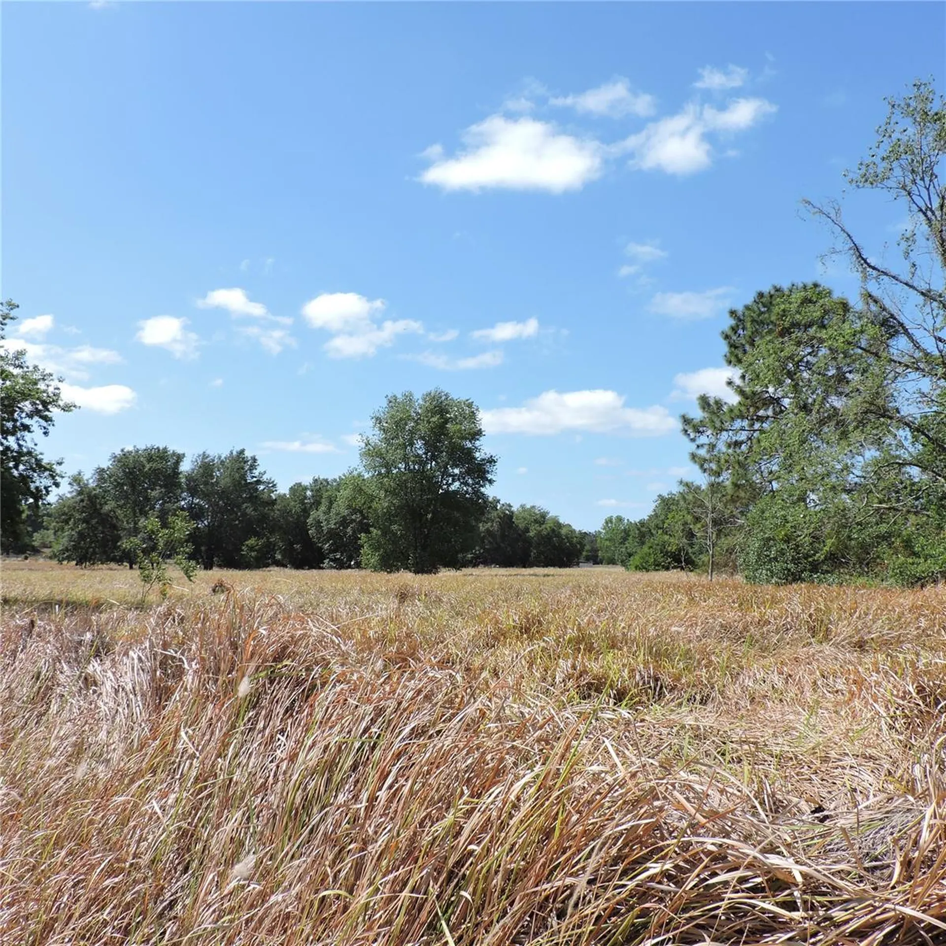 Maricamp Road Ocklawaha FL 32179