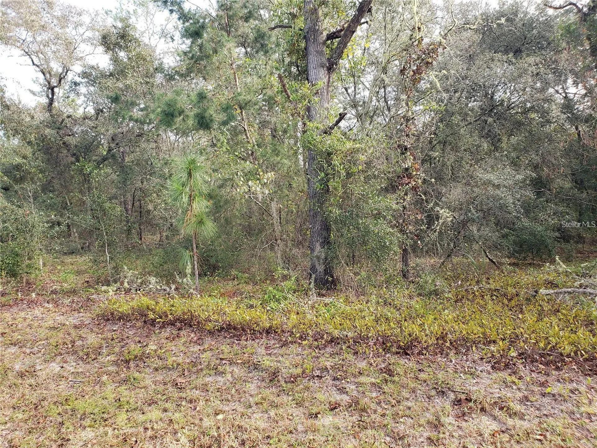 Lot 62 SE 134th Court Dunnellon FL 34431