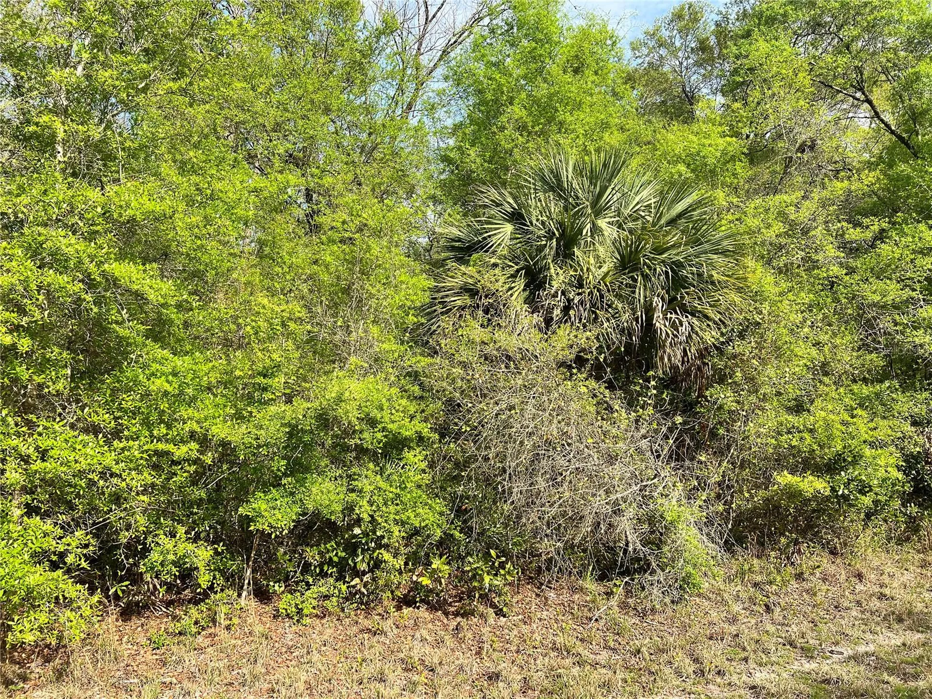 NW 74th Court Chiefland FL 32626