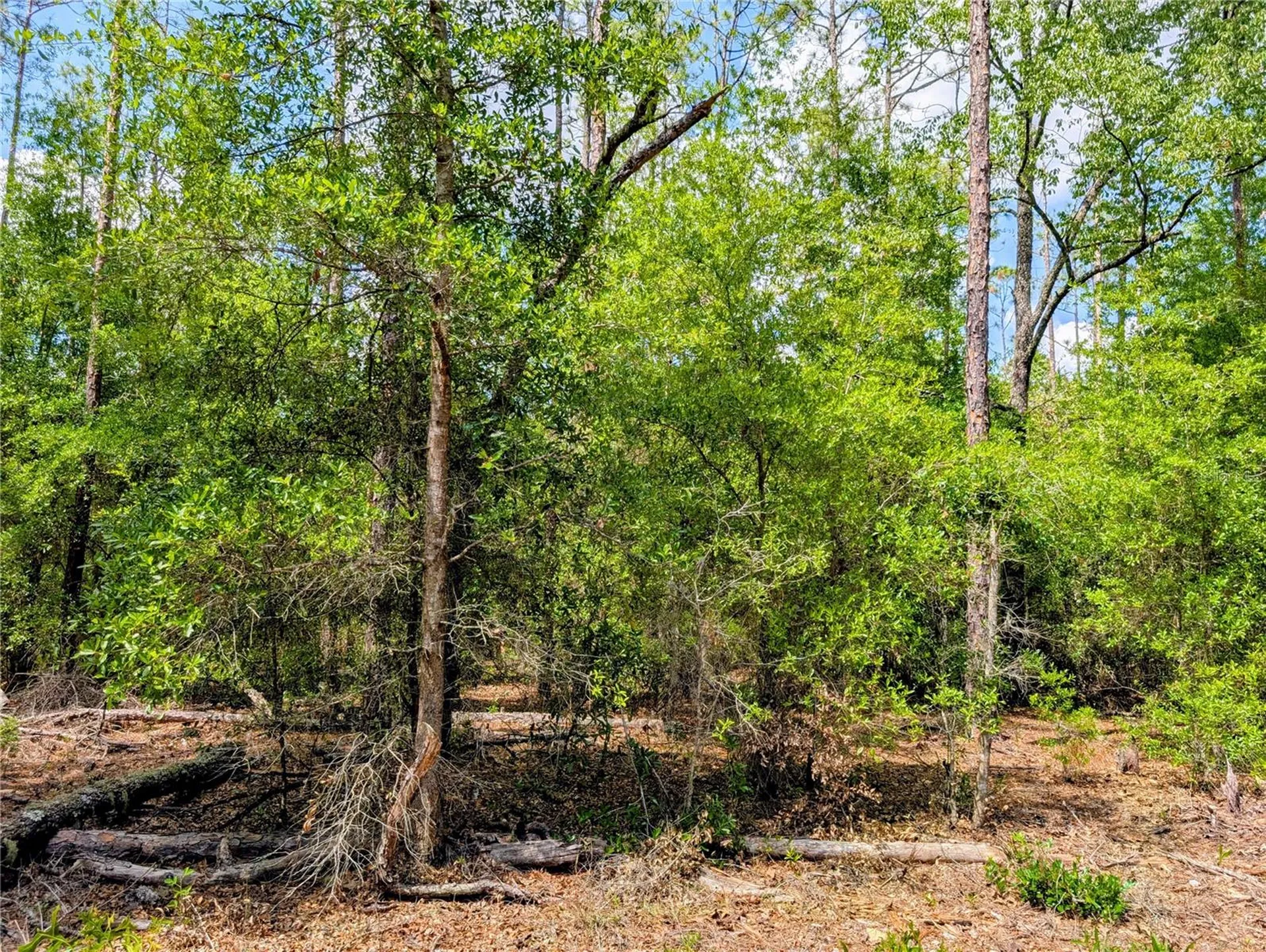 Tbd SW 93rd Lane Dunnellon FL 34431