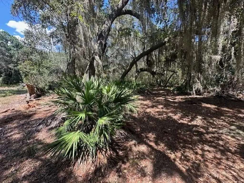 356 Drayton Island Road Georgetown FL 32139