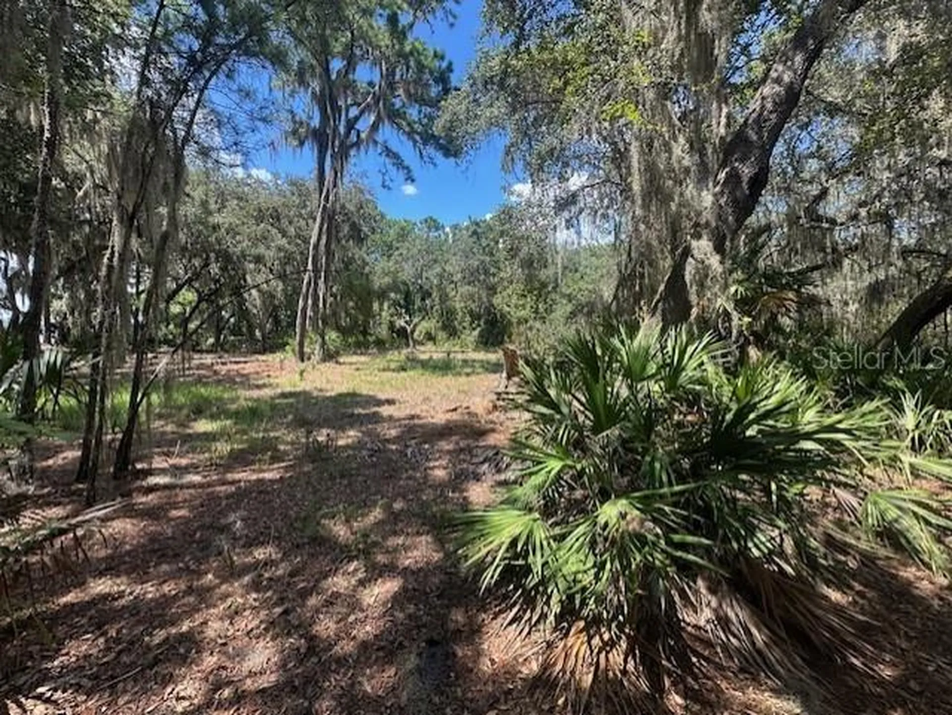 356 Drayton Island Road Georgetown FL 32139